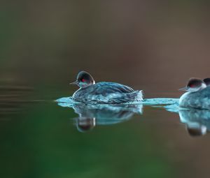 Превью обои птица, перья, вода, озеро