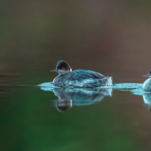 Превью обои птица, перья, вода, озеро