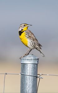 Превью обои птица, перья, желтый, забор, блюр