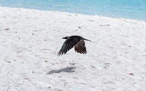Превью обои птица, полет, крылья, пляж, песок