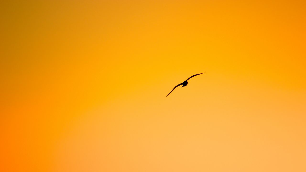 Обои птица, полет, минимализм, оранжевый