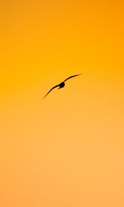 Превью обои птица, полет, минимализм, оранжевый