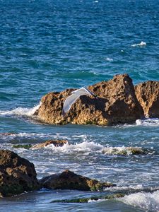 Превью обои птица, полет, море, волны, камни, природа