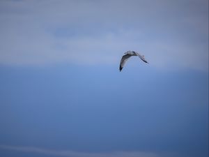 Превью обои птица, полет, небо, облака, голубой