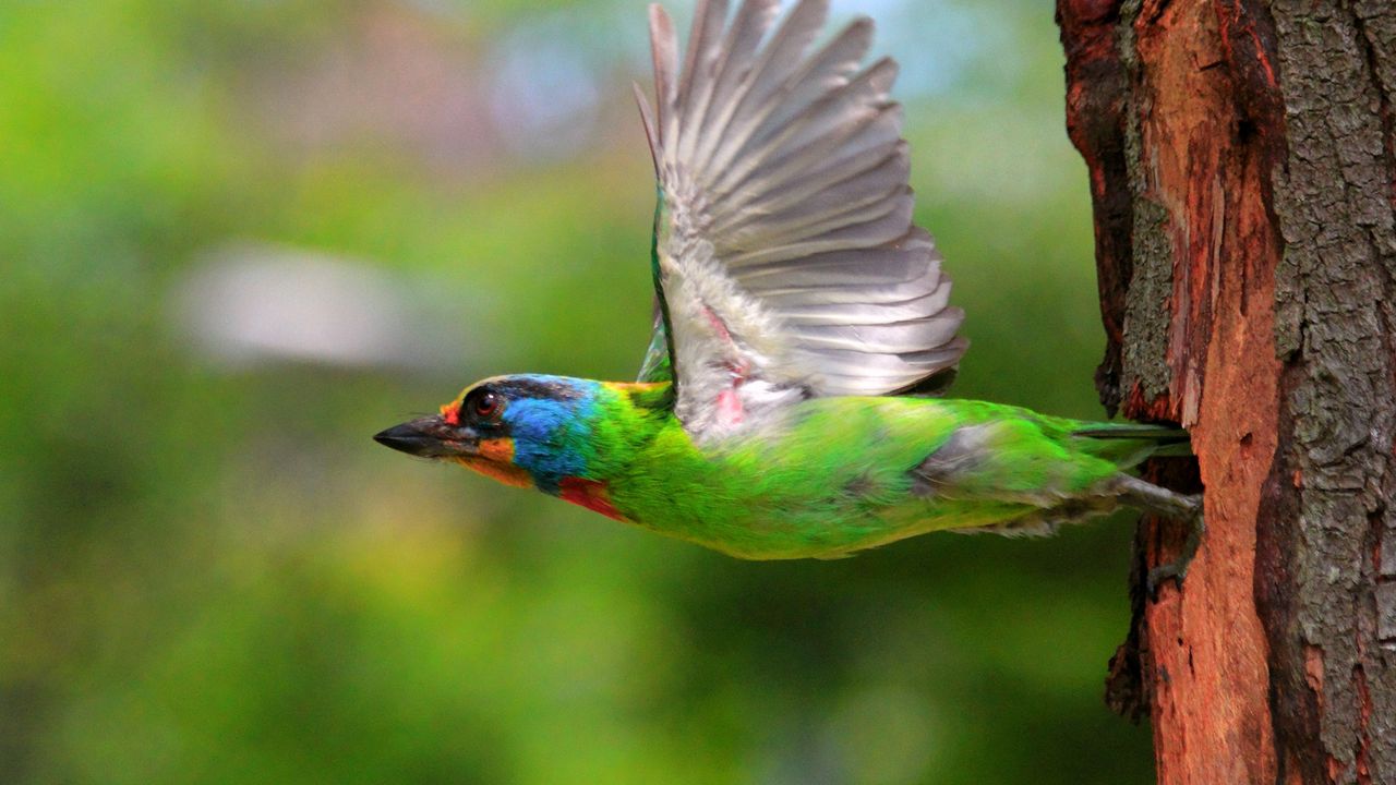 Обои птица, полет, разноцветный, гнездо, дерево