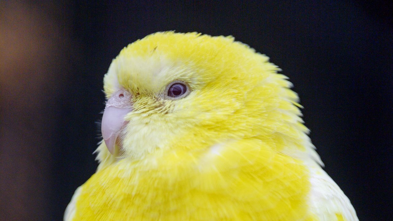 Обои птица, попугай, желтый, яркий