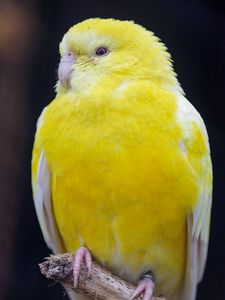Превью обои птица, попугай, желтый, яркий