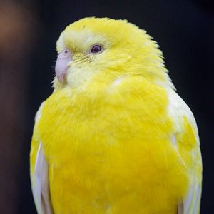 Превью обои птица, попугай, желтый, яркий