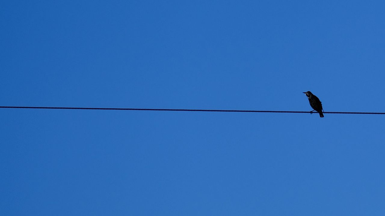 Обои птица, провода, небо