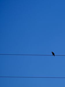 Превью обои птица, провода, небо