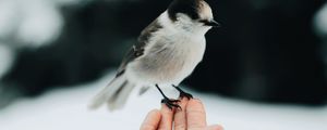 Превью обои птица, рука, зерно