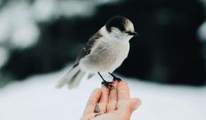 Превью обои птица, рука, зерно