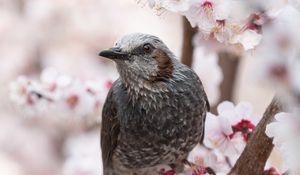 Превью обои птица, сакура, цветы, ветки, макро