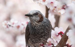 Превью обои птица, сакура, цветы, ветки, макро