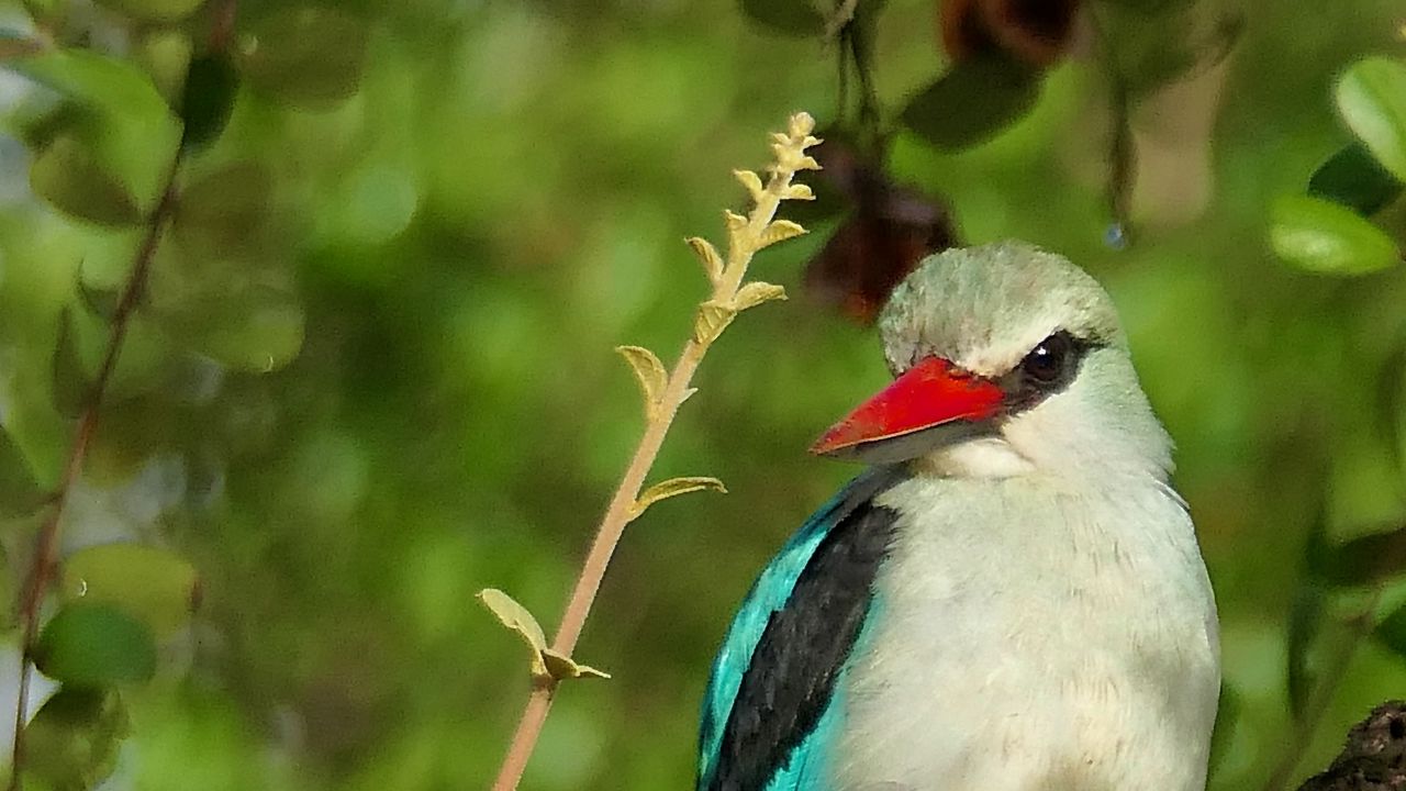 Обои птица, сенегальская альциона, лес, ветка, природа, дикая природа