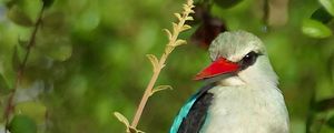 Превью обои птица, сенегальская альциона, лес, ветка, природа, дикая природа