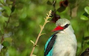 Превью обои птица, сенегальская альциона, лес, ветка, природа, дикая природа