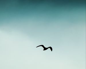 Превью обои птица, силуэт, небо, полет