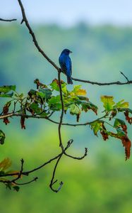 Превью обои птица, синий, листья, ветки, дерево, блюр