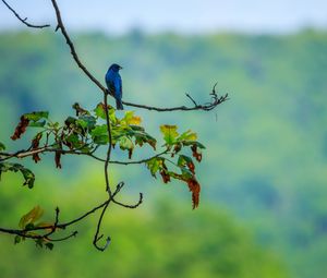 Превью обои птица, синий, листья, ветки, дерево, блюр