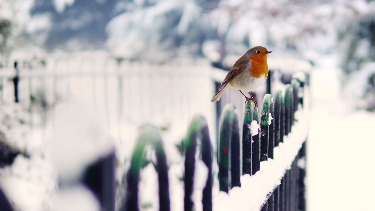 Обои птица, снег, забор, зима