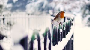 Превью обои птица, снег, забор, зима
