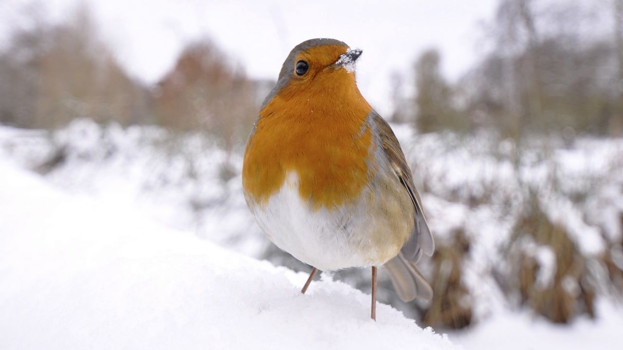 Обои птица, снег, зима, белый, оранжевый