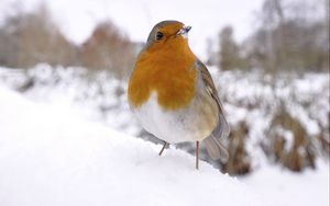 Превью обои птица, снег, зима, белый, оранжевый
