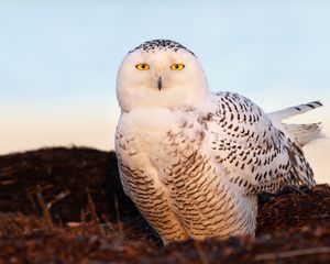 Превью обои птица, снежная сова, глаза, свет