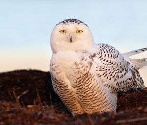 Превью обои птица, снежная сова, глаза, свет