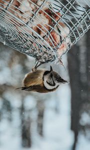 Превью обои птица, стека, снегопад