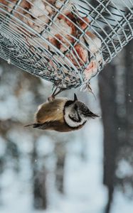 Превью обои птица, стека, снегопад