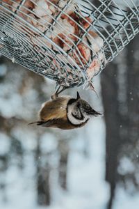 Превью обои птица, стека, снегопад