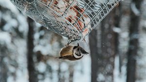 Превью обои птица, стека, снегопад