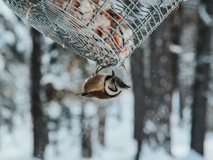 Превью обои птица, стека, снегопад