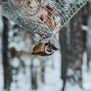 Превью обои птица, стека, снегопад