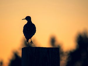 Превью обои птица, темный, силуэт, столб, сумерки