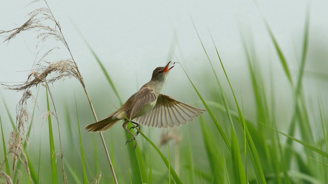 Обои птица, трава, полет