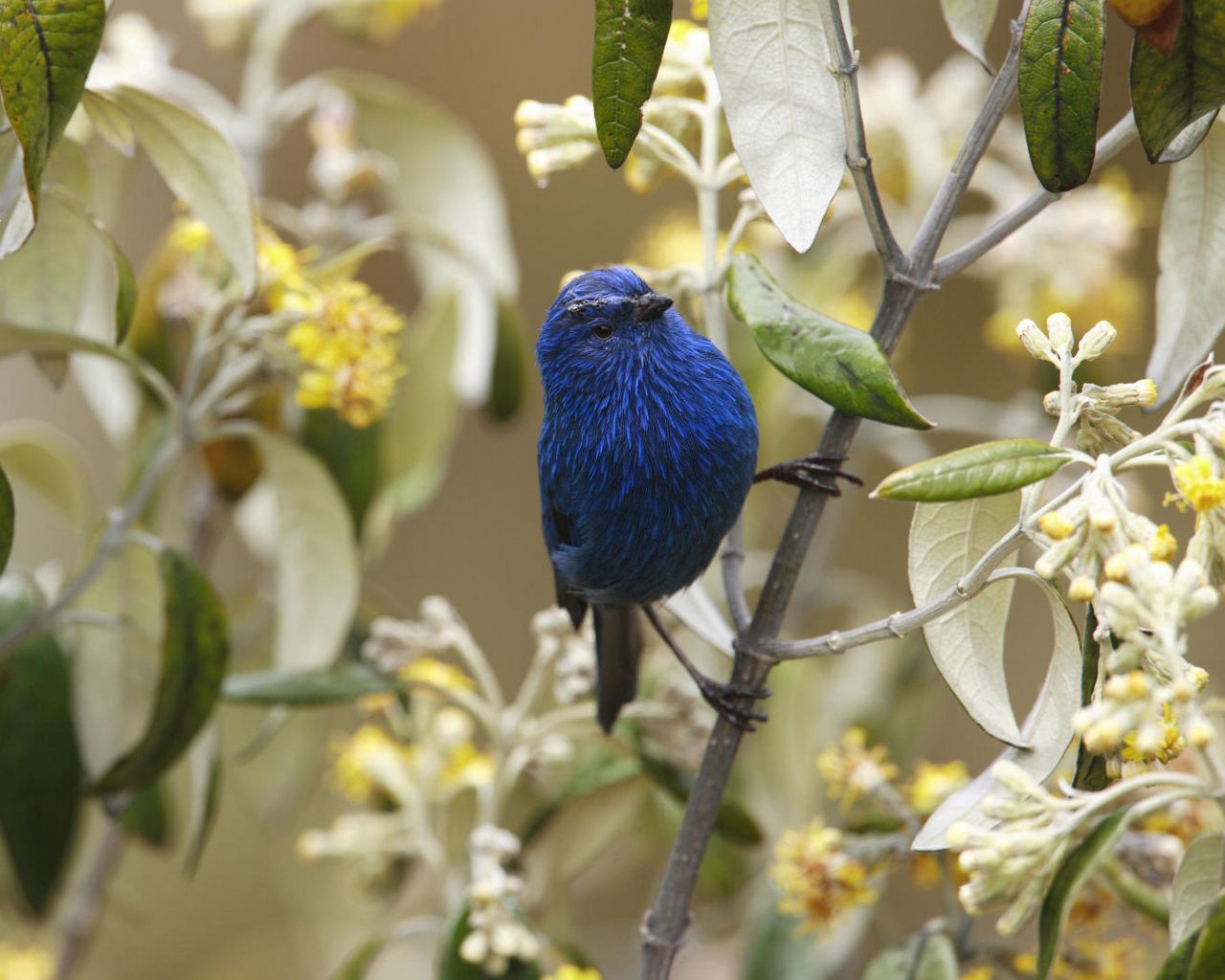 Какого цвета птичка. Птица цвета ультрамарин. Синяя птица на цветущей ветке. Фото птички цветок голубая. Paradise Tanager.