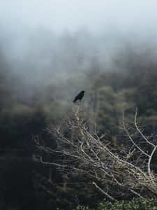 Превью обои птица, ветка, дерево, природа