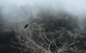 Превью обои птица, ветка, дерево, природа