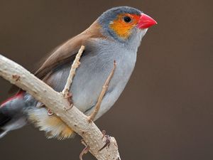 Превью обои птица, ветка, клюв