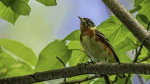 Превью обои птица, ветка, листья, малиновка, лес, дерево, природа