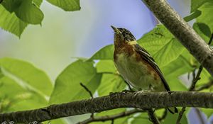 Превью обои птица, ветка, листья, малиновка, лес, дерево, природа