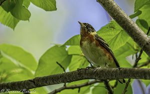Превью обои птица, ветка, листья, малиновка, лес, дерево, природа
