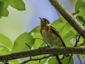 Превью обои птица, ветка, листья, малиновка, лес, дерево, природа
