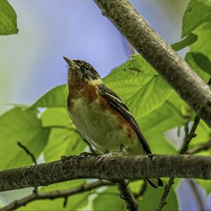 Превью обои птица, ветка, листья, малиновка, лес, дерево, природа
