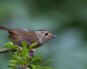 Превью обои птица, ветка, листочки, листья, макро