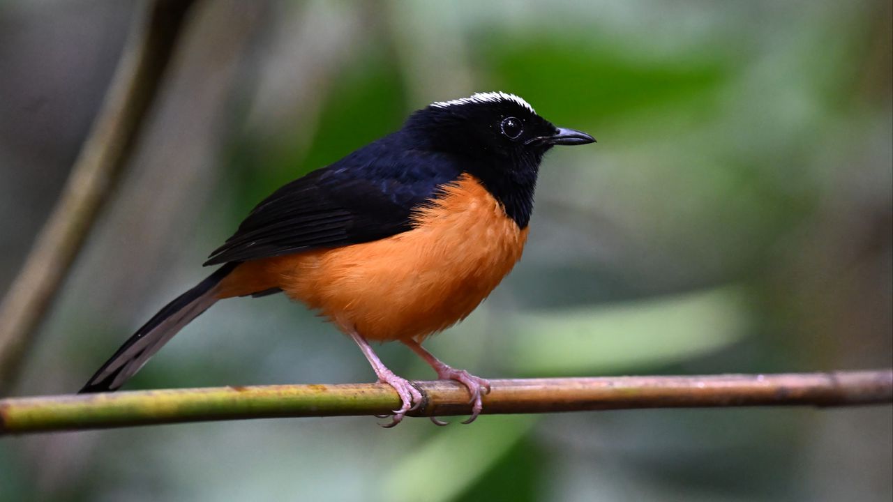 Обои птица, ветка, перья, маленький, блюр