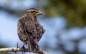 Превью обои птица, ветка, перья, природа, макро